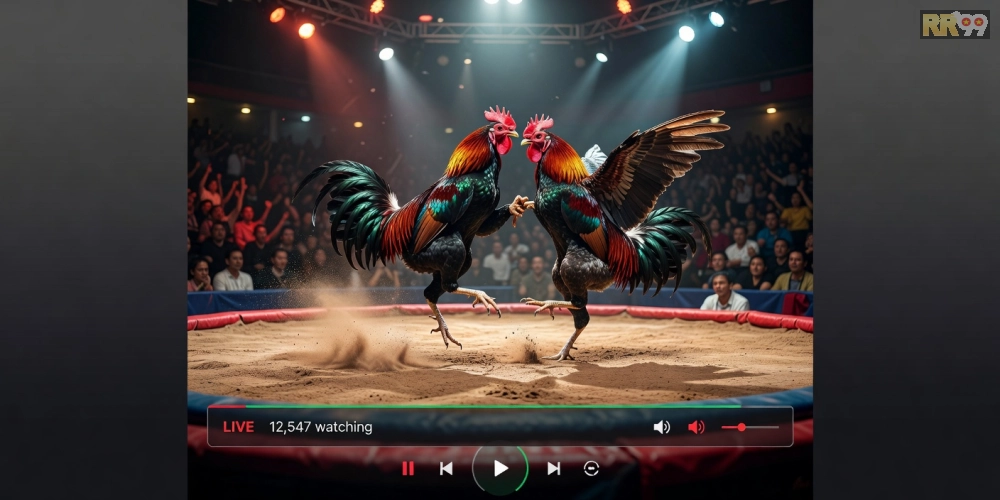 Trường gà SV388 trên nền tảng 69vn với không khí sôi động và công nghệ stream tiên tiến